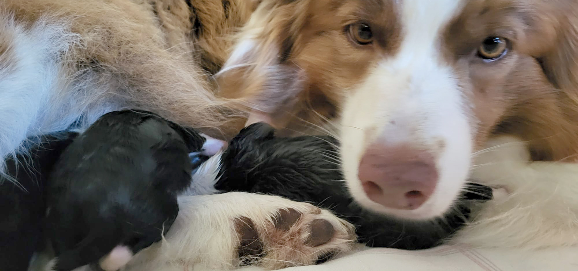 Welpen mit Mutter<br />
Border Collie